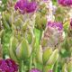 Tulipan Purple Tower - 5 szt.