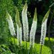 Pustynnik Himalajski - White Beauty Favourite