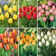 Tulipany Darwina - zestaw najciekawszych odmian - 60 szt.