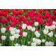 Tulipan biały i czerwony - duża paczka! - 50 szt.
