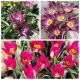 Tulipan botaniczny - zestaw odmian w odcieniach fioletu i różu - 30 szt.