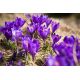 Krokus Flower Record - 10 szt.
