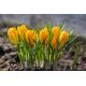 Krokus Golden Yellow - duża paczka! - 200 szt.