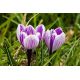 Krokus King of the Striped - 10 szt.