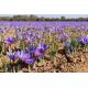 Krokus Sativus - Szafran - duża paczka! - 200 szt.