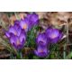 Krokus Ruby Giant - duża paczka! - 200 szt.