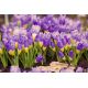 Krokus Tricolor - duża paczka! - 200 szt.