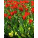 Tulipan botaniczny - Tubergen's Variety - 5 szt.