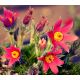 Sasanka Anemone pulsatilla - czerwona