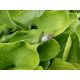 Funkia - Hosta Sum and Substance