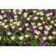 Zestaw - krokus fioletowy i tulipan kremowy - 50 szt.