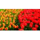 Zestaw tulipanów - czerwony i morelowy z żółtą obwódką - 50 szt.
