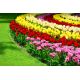 Czterokolorowy zestaw wyjątkowych tulipanów - 60 szt.