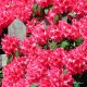 Rododendron czerwony, azalia - Prinz Karneval - sadzonka