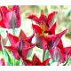 Tulipan Omnyacc - opak. 5 szt.