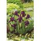 Irys niski, Iris pumila - Fioletowy - Cherry Garden