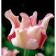 Tulipan Witty Picture - 5 szt.