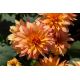 Dalia - Autumn Fairy