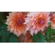 Dalia - Autumn Fairy