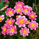 Dalia - Hartenaas