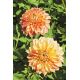 Dalia - Lake Ontario