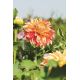 Dalia - Lake Ontario