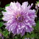 Dalia - Mom's Special