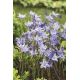 Hiacynt kalifornijski, Brodiaea - Queen Fabiola - 10 szt.
