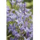 Hiacynt kalifornijski, Brodiaea - Queen Fabiola - 10 szt.