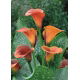 Calla Mango