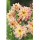 Dalia - Happy Butterfly