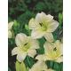 Liliowiec Arctic Snow