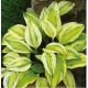 Funkia - Hosta Captain's Adventure