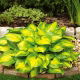 Funkia - Hosta Banana Bay