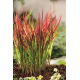 Imperata cylindryczna - Red Baron - 1 szt.