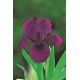 Irys niski, Iris pumila - Fioletowy - Cherry Garden
