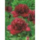 Piwonia, Paeonia - Red Charm - sadzonka