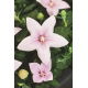 Platykodon, Rozwar wielkokwiatowy - Fuji Pink