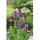 Pierwiosnek storczykowy - Primula vialii - sadzonka