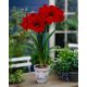 Hipeastrum - Amarylis - Red Lion