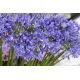 Agapant niebieski - Agapanthus Blue