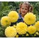 Dalia - Kelvin Floodlight - kwiaty XL