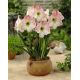 Hipeastrum - Amarylis - Apple Blossom