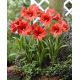 Hipeastrum - Amarylis - Orange Souvereign