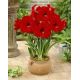 Hipeastrum - Amarylis - Red Lion