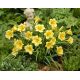 Liliowiec Stella D'oro