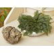 Róża jerychońska - Rose of Jericho
