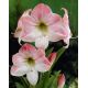 Hipeastrum - Amarylis - Apple Blossom