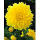 Dalia - Kelvin Floodlight - kwiaty XL