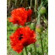 Mak wschodni Beauty of Livermere - czerwony, strzępiony